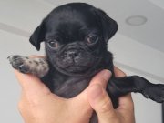 Pug Siyah Erkek Karizma