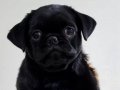 Sevimli Mini Pug - Eğitimli,Sağlıklı ve Çok Cana Yakın!