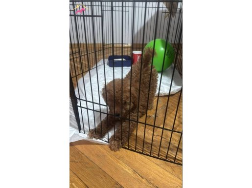 Ev ortamında Poodle