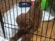Ev ortamında Poodle
