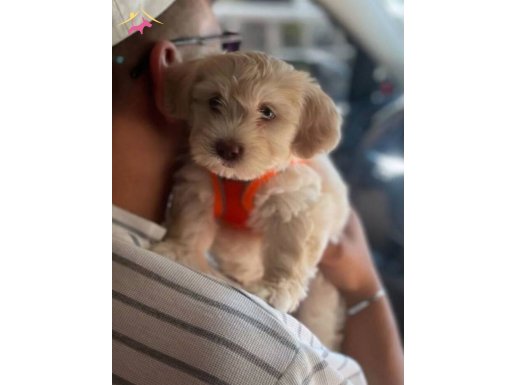 Maltese terrier büyümeyen kücük bebek