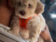 Maltese terrier büyümeyen kücük bebek