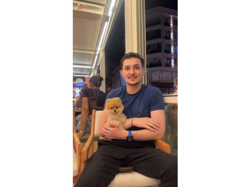 Favori renk pomranian boo