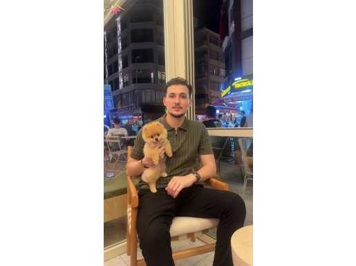 Pomeranian boo turuncu beyaz