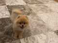 Pomeranian boo turuncu beyaz renk