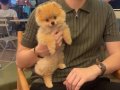 Pomeranian boo turuncu beyaz