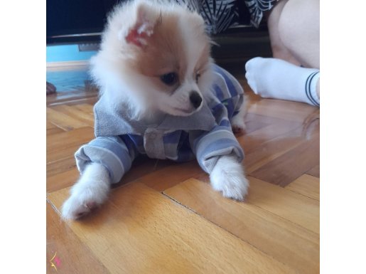 4 aylık dişi pomeranian 