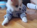 4 aylık dişi pomeranian 