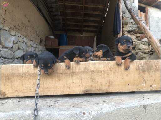 Rotweiler yavrular satışa hazır