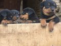 Rotweiler yavrular satışa hazır