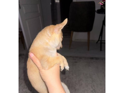 2.5 aylık erkek oyuncu Chihuahua