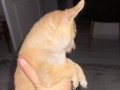 2.5 aylık erkek oyuncu Chihuahua