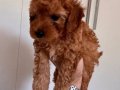 45 Günlük TOY POODLE