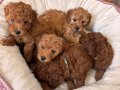 45 Günlük TOY POODLE