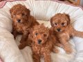 45 Günlük TOY POODLE