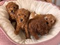45 Günlük TOY POODLE