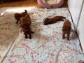45 Günlük TOY POODLE