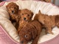 45 Günlük TOY POODLE