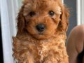 45 Günlük TOY POODLE