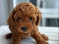 45 Günlük TOY POODLE