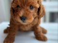 45 Günlük TOY POODLE
