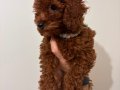 Toy Poodle