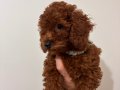 Toy Poodle