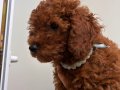 Toy Poodle