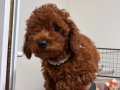 Toy Poodle