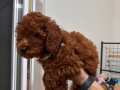 Toy Poodle