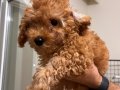 Toy Poodle