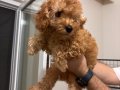 Toy Poodle
