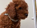 3 Aylık Toy Poodle