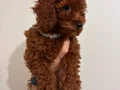 3 Aylık Toy Poodle