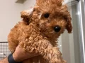 3 Aylık Toy Poodle
