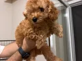 3 Aylık Toy Poodle