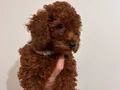 3 Aylık Toy Poodle