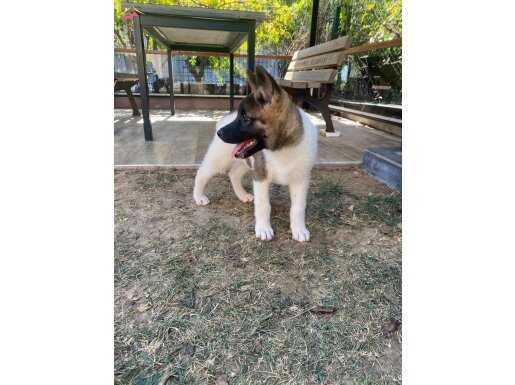 Dev Amerikan akita 
