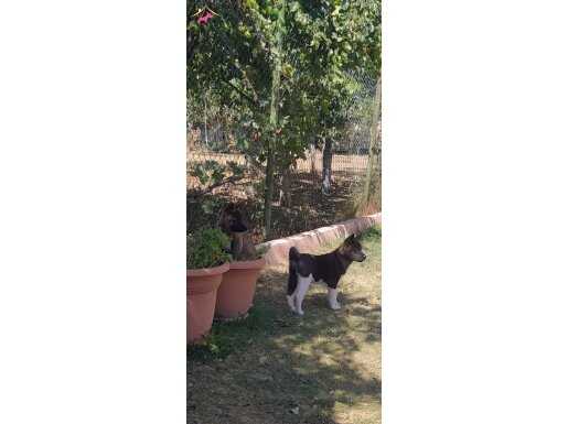 Dev Amerikan akita adaylari 