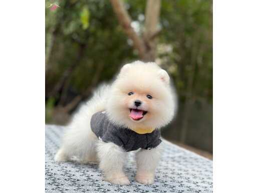 Erkek ve Dişi Pomerian Boo Bebeklerimiz