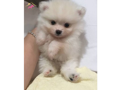 POMERİAN 1 aylık yavru