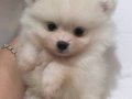 POMERİAN 1 aylık yavru