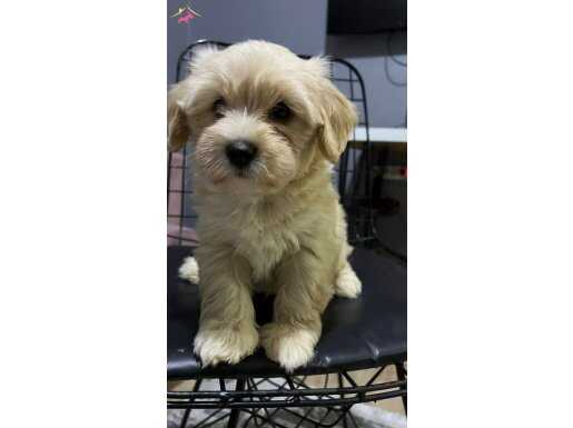 MALTİPOO YAVRULARIMIZ-Toffy