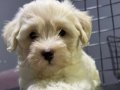 MALTİPOO YAVRULARIMIZ-Lila