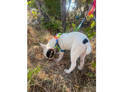 Aşıları bitmiş 3.5 aylık bir prens