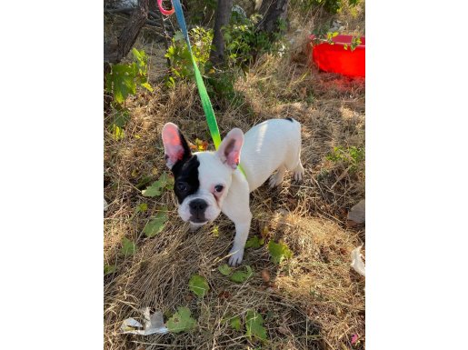 Erkek french bulldog