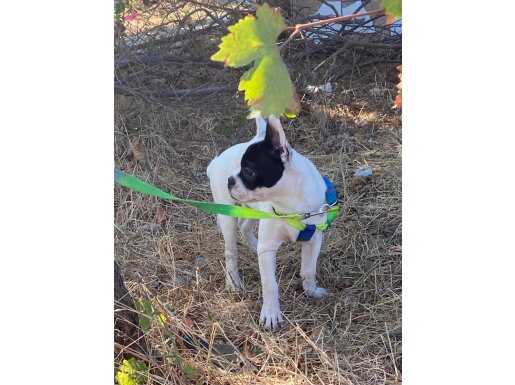 Aşılı erkek french bulldog