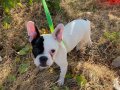 Erkek french bulldog
