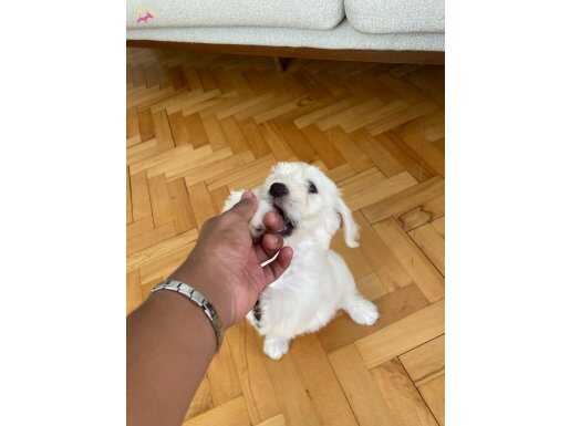 Maltipo 2.5 - 3  aylık  erkek  