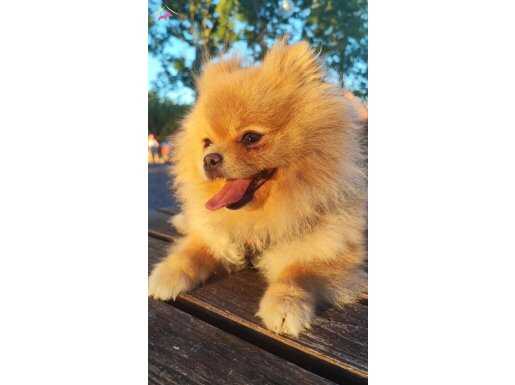 Pomerian boo 2.5 yaşında / eğitimli bir Kraliçe 